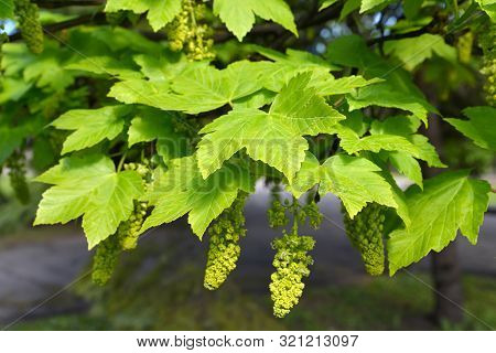 Maple False (acer Pseudoplatanus L.), Branch With Leaves And Flowers