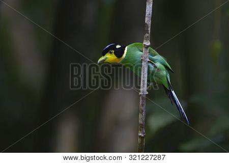 Long-tailed Broadbill. Beautifu Bird (long-tailed Broadbill) On Green Background