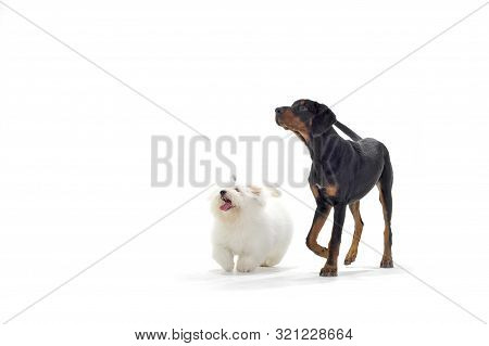 Studio Shot Of An Adorable Half Blind Wired Haired Dachshund Sitting On Black Background.