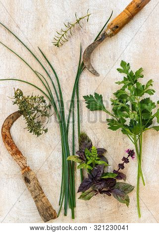 Table Of Aromatic Herbs Cut With Old Sickle