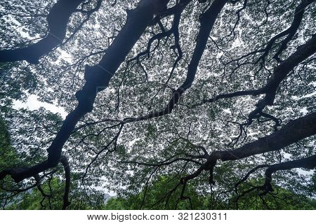 Giant Green Samanea Saman Tree With Branch In National Park Garden, Kanchanaburi District, Thailand.