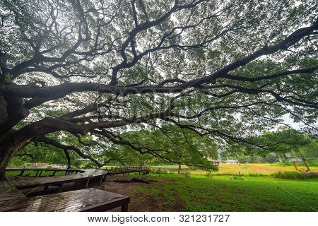 Giant Green Samanea Saman Tree With Branch In National Park Garden, Kanchanaburi District, Thailand.