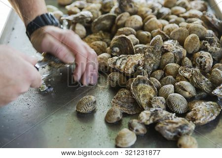 Oyster Farm. Farm Worker Opens Oysters With A Special Knife. Depicted Male Hands And A Large Number 