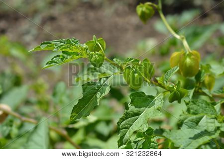 Apple Of Peru Green Seed Pods - Latin Name - Nicandra Physalodes