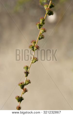 Common Agrimony Seed Head - Latin Name - Agrimonia Eupatoria