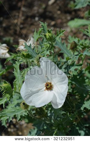 Prickly Poppy White Flower - Latin Name - Argemone Platyceras