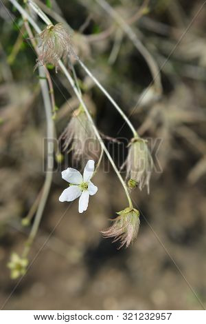 Ache Plume Flower And Seed Head - Latin Name - Fallugia Paradoxa