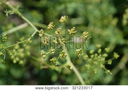 Greater Burnet Saxifrage Seed Posd - Latin Name - Pimpinella Major