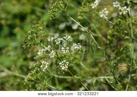 Common Burnet Saxifrage Flower - Latin Name - Pimpinella Saxifraga