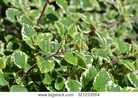 Swedish Ivy Marginatus - Latin Name - Plectranthus Forsteri Marginatus