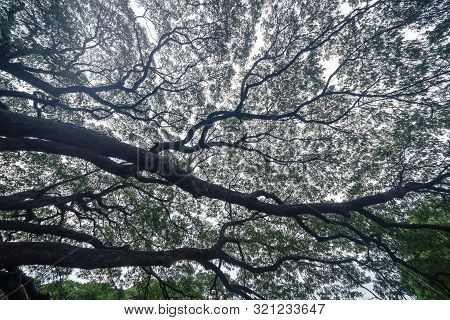 Giant Green Samanea Saman Tree With Branch In National Park Garden, Kanchanaburi District, Thailand.
