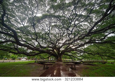Giant Green Samanea Saman Tree With Branch In National Park Garden, Kanchanaburi District, Thailand.