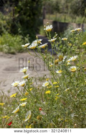 Yellow Flowers (chrysanthemum Coronarium) Grow On A Mountain Meadow In A Spring Sunny Day Close-up