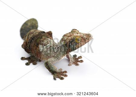 Mossy Leaf-tailed Gecko Isolated On White Bacground