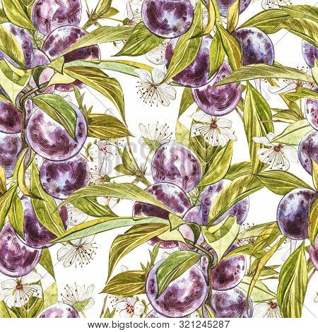 Ripe Plum And Branch With Flowers. Plum Drawing Watercolor Isolated On White Background. Watercolor 