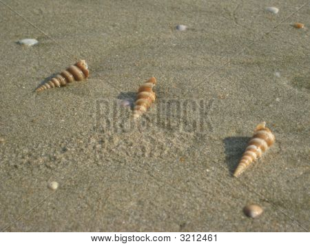 Tre conchiglie su una spiaggia di sabbia di Goan.