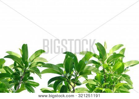 Elephant Apple Tree With Leaves And Branches On White Isolated Background For Green Foliage Backdrop