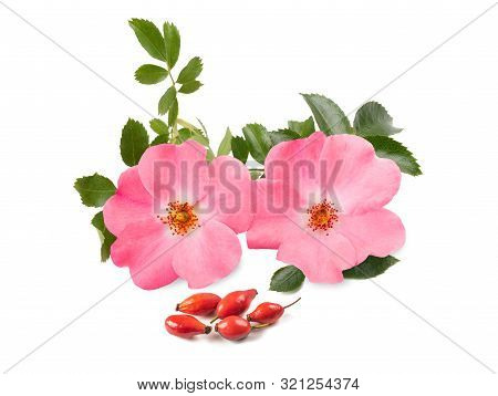Dog Rose ( Rosa Canina ) Isolated On White Background