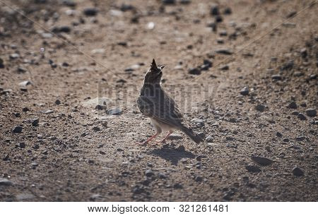 The Crested Lark Bird Walking On The Ground. Funny Little Bird