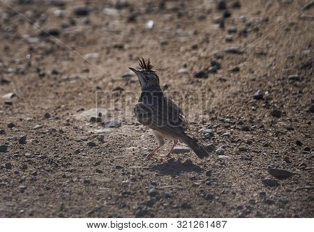 The Crested Lark Bird Walking On The Ground. Funny Little Bird