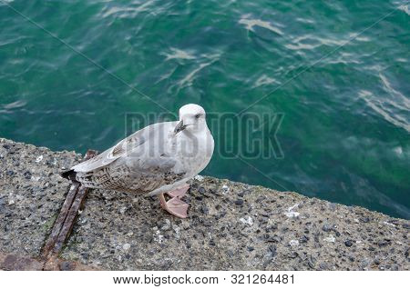 Pearched Seagul By The Sea, Nature Photography, Larus Argentatus