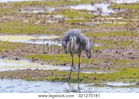 Great Blue Heron Displaying His Feathers In The Horicon National Wildlife Refuge In Wisconsin