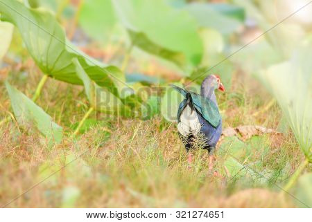 Blurry Purple Swamphen, Birds Background. It Is A Large Rail, Mainly Dusky Black Above, With A Broad