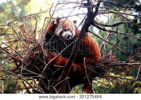 Red Pand Playing In The Zoo In Nyc