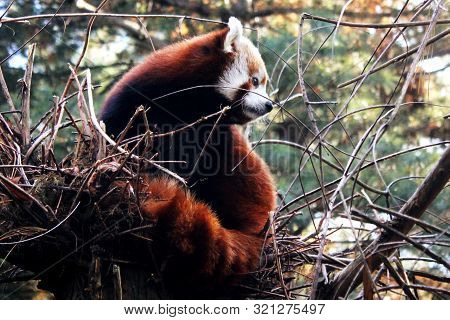 Red Pand Playing In The Zoo In Nyc