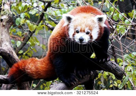 Red Pand Playing In The Zoo In Nyc