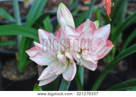 Amarylis Flower, Full Bloom In A Tropical Botanical Garden. Hippeastrum Amaryllis