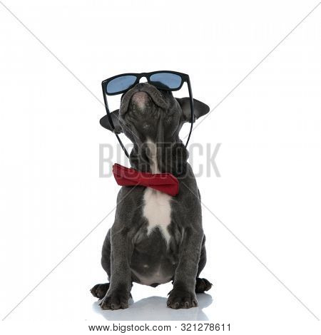 cute american bully wearing sunglasses and a red bowtie, looking up and sitting isolated on white background, full body