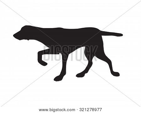 Vector Black Kurtshaar Hunting Dog Silhouette Isolated On White Background