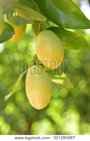 Jujube Jojoba Plant Tree