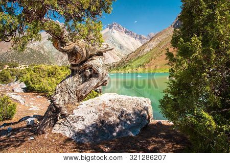 Archa Tree On Shore Of Turquoise Kulikalon Lake In Fann Mountains, Pamir Alay, Tajikistan. Beautiful