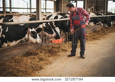 Farmer with showel in a cowshed on a dairy farm.