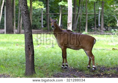 Nilgai - Blue Bull (boselaphus Tragocamelus), One Of The Large Antelope And The Largest Of  Asian An
