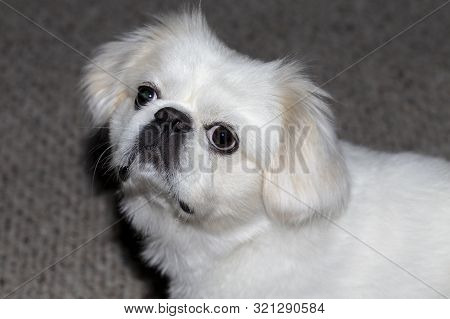 Small White Pekinese Is A Breed Of Toy Dog,
Purebreed Species From China.