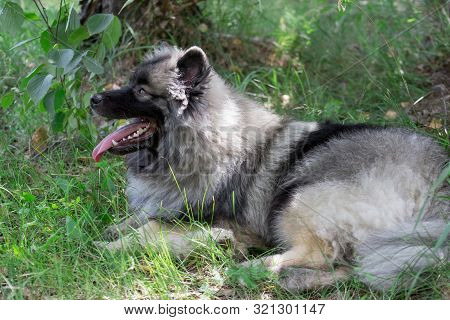 Deutscher Wolfspitz Is Lying On A Green Meadow. Keeshond Or German Spitz. Pet Animals.