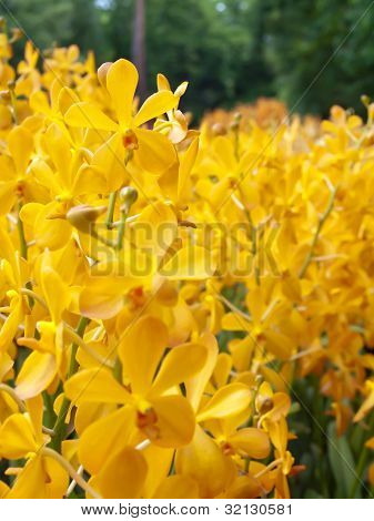 Campo dei fiori di orchidea