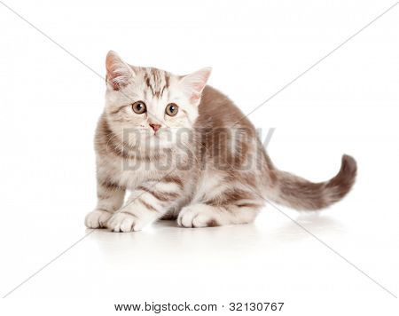 Hravé kotě. Britské plemeno. Marmor.