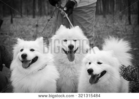Tris Happy Dogs Samoyeds Husky. Black And White Photo.