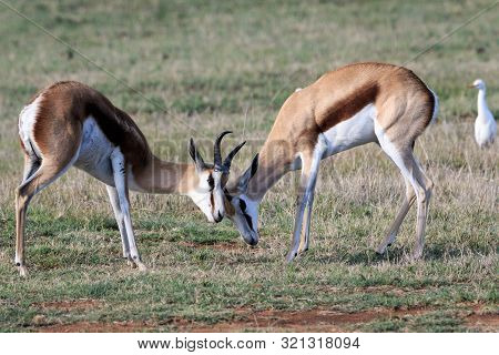 Two Adult Springbok Play Fighting On Open Grassland.