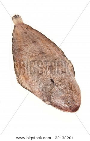 Ryby (Solea solea) z soli Dover