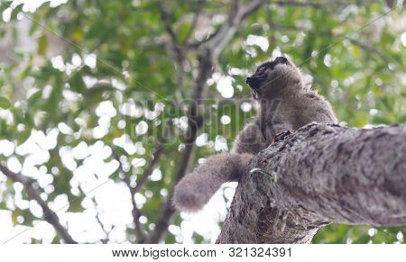 Wet Common Brown Lemur (eulemur Fulvus Fulvus)