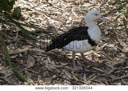 The Radjah Shelduck  Is Walking Over Leaves In The Shade