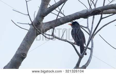Madagascar Bulbul (hypsipetes Madagascariensis) Sitting In A Tree, Rain
