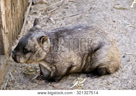 This Is A Side View Of A Common Wombat