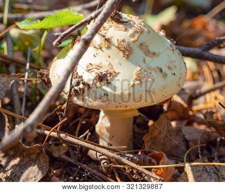 Close Up Of Death Cap (amanita Verna, Phallloides) In The Woods