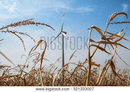 Windmill Agricultural Landscape Background. Close Up Of Windmill In Corn Field Background. Corn Fiel